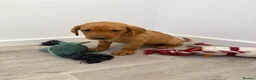 Labrador Retriever dogs for sale: Labrador puppies from a loving family home. - Advert 9