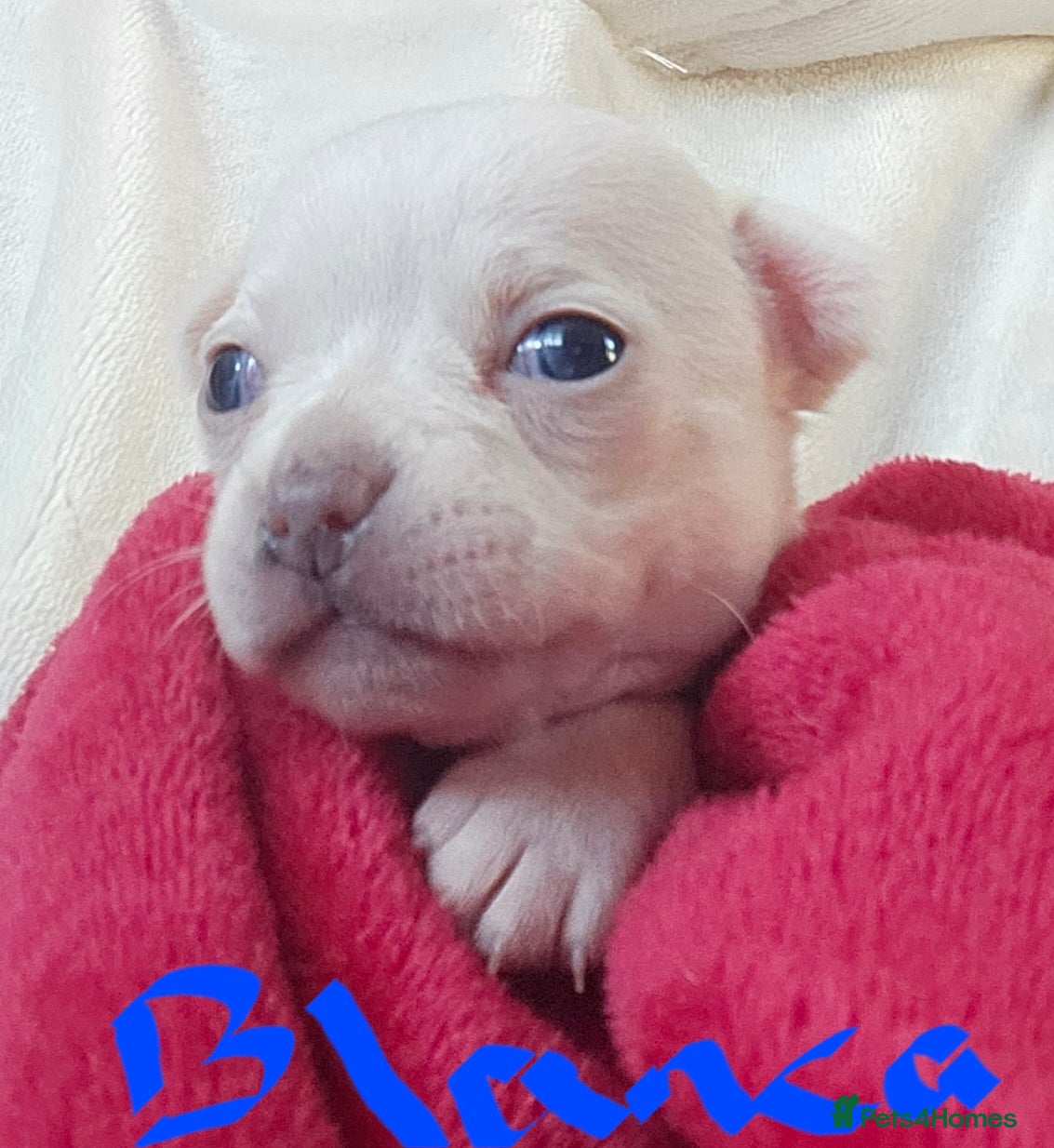 Chihuahua dogs Pure White With Stunning Blue  Eyes Chihuahuas  - Advert 1