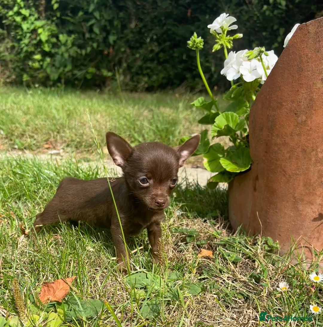 Chorkie dogs for sale: Chorkie puppies for forever homes  - Image 23