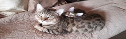 Bengal cats for sale: Beautiful Large & small Bengal kittens  - Advert 9