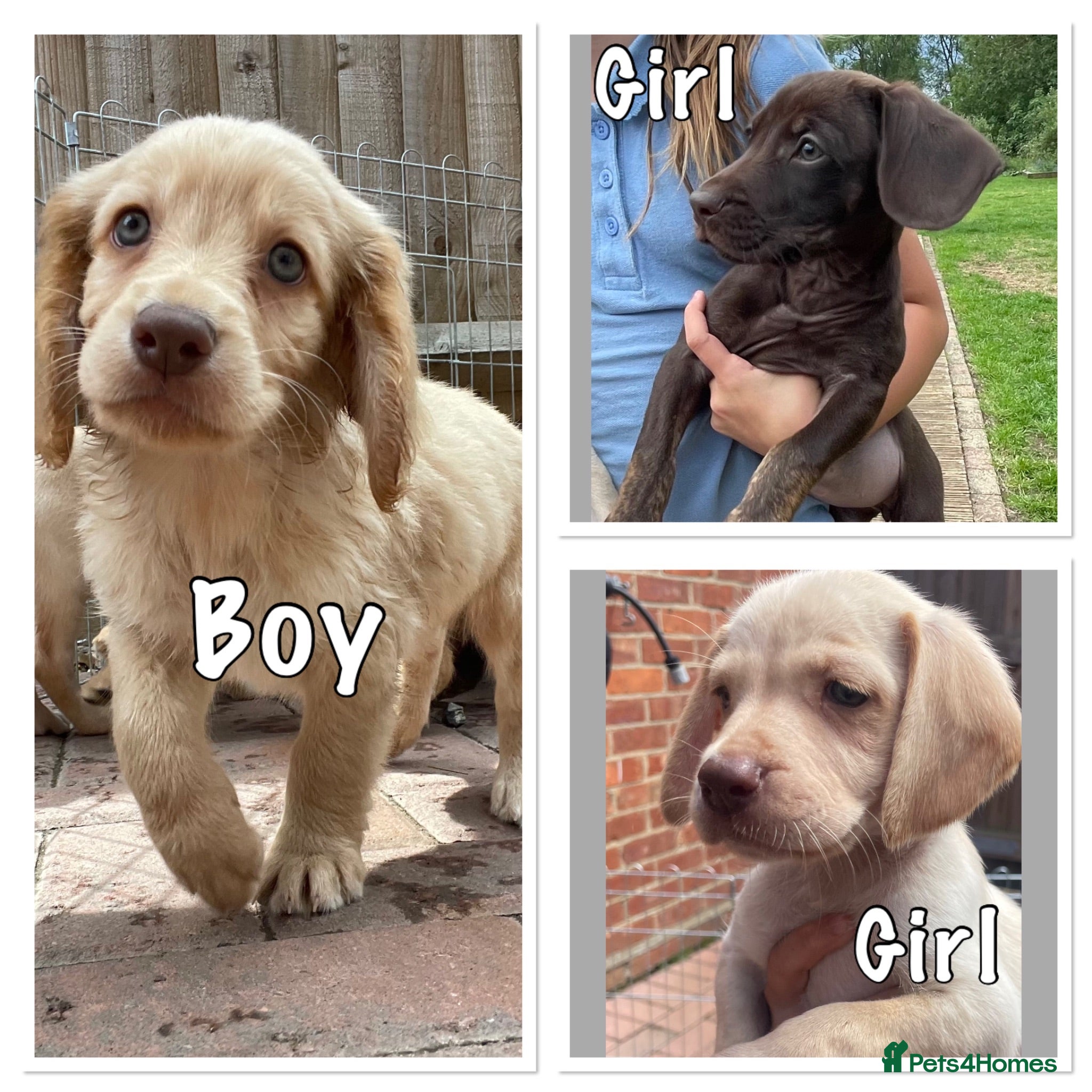 Mixed Breed dogs Beautiful Cocker GoldMaraner puppies  - Advert 2
