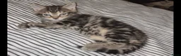 Ragdoll cats for sale: Ragdoll cross British short hair  - Advert 2