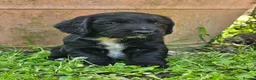 Cocker Spaniel dogs for sale: Cocker Spaniel Puppies in Petworth - Advert 8