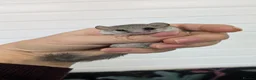 Mouse rodents for sale: African Pygmy Dormice (Micro Squirrel) - Advert 9