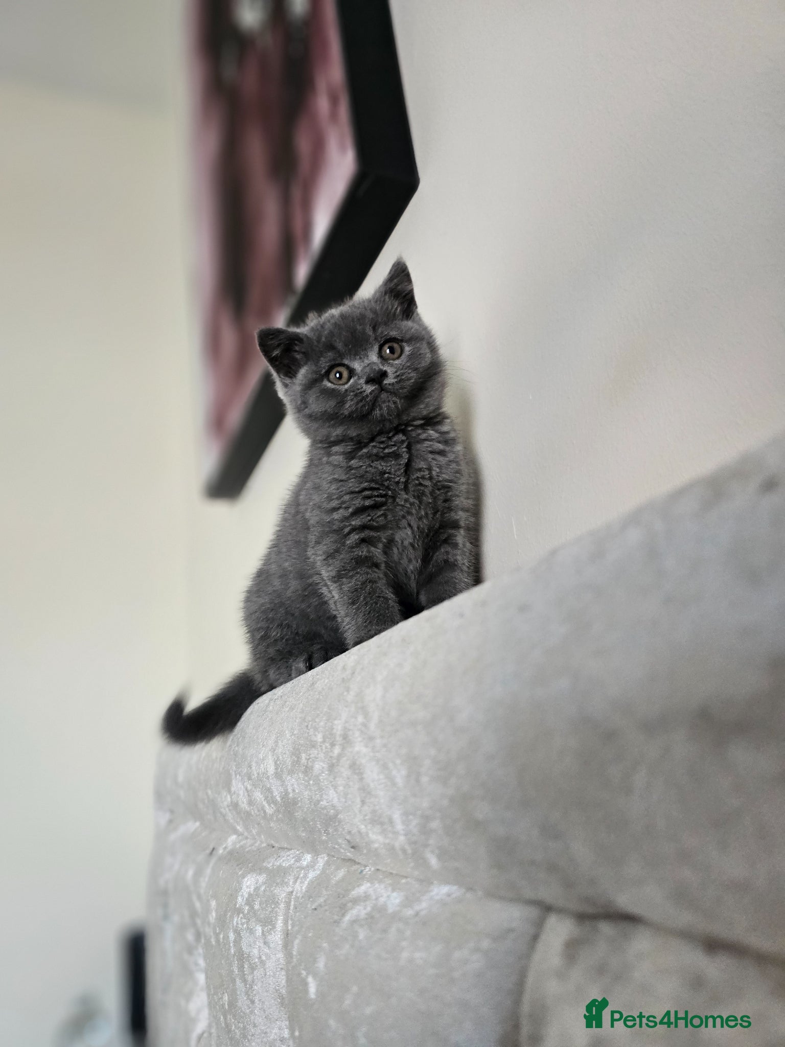 British Shorthair cats British Shorthair beautiful kitten (female) - Advert 2