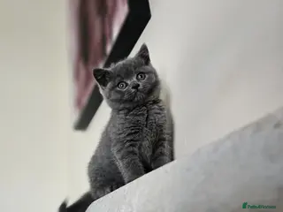 British Shorthair cats British Shorthair beautiful kitten (female) - Advert 2