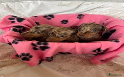 Dachshund dogs for sale: DACHSHUND PUPPIES  - Image 11