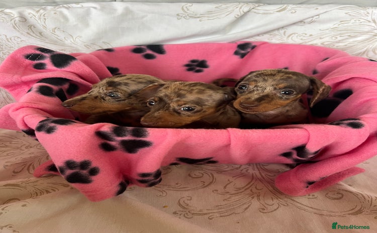 Dachshund dogs - Advert 7