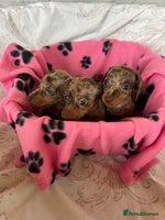 Dachshund dogs - Advert 2