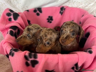 Dachshund dogs - Advert 2