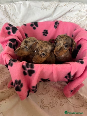 Dachshund dogs - Advert 5