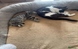 Asian cats for sale: Beautiful gray with black lines kitten - Image 4