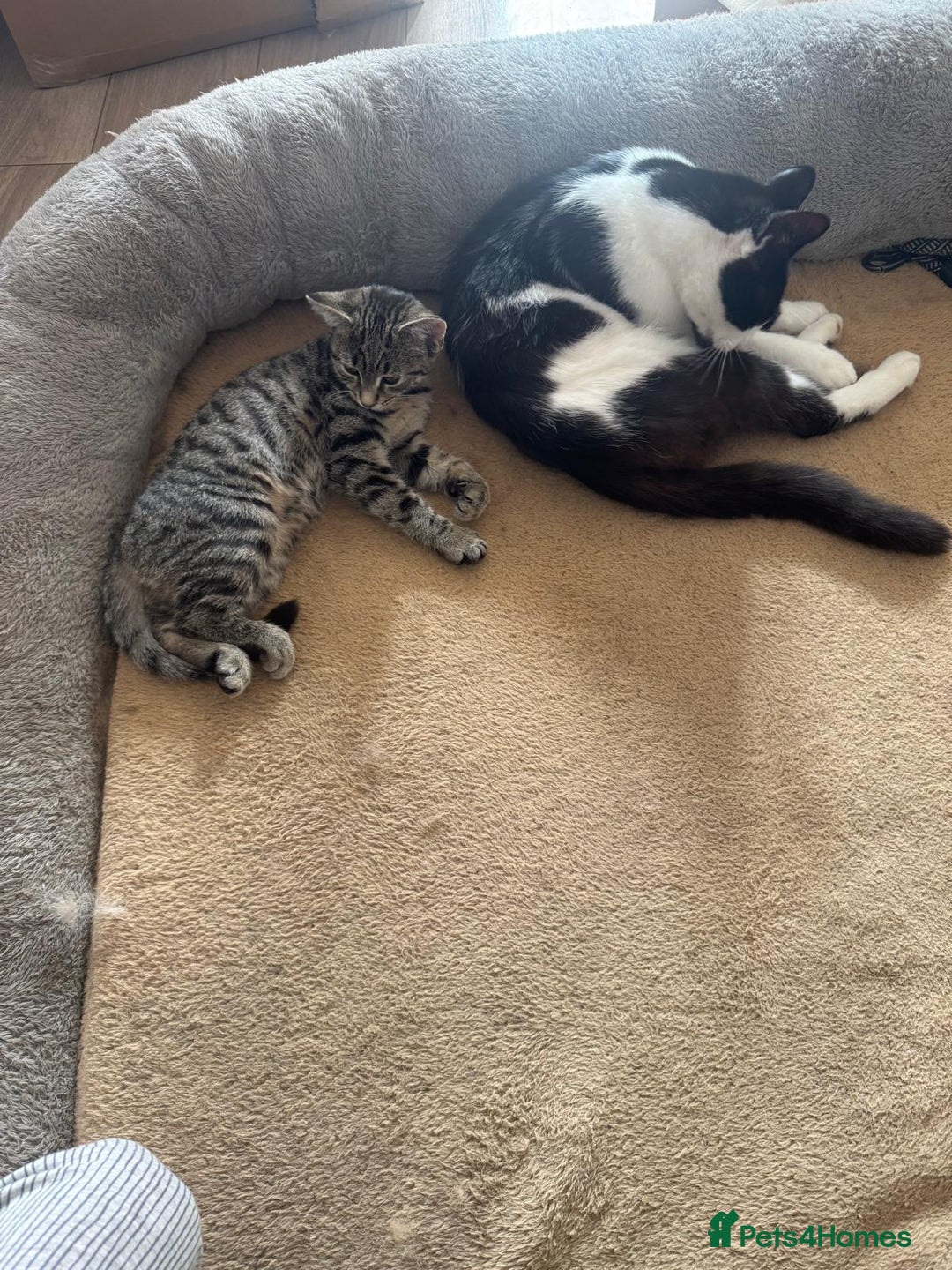 Asian cats for sale: Beautiful gray with black lines kitten - Image 4
