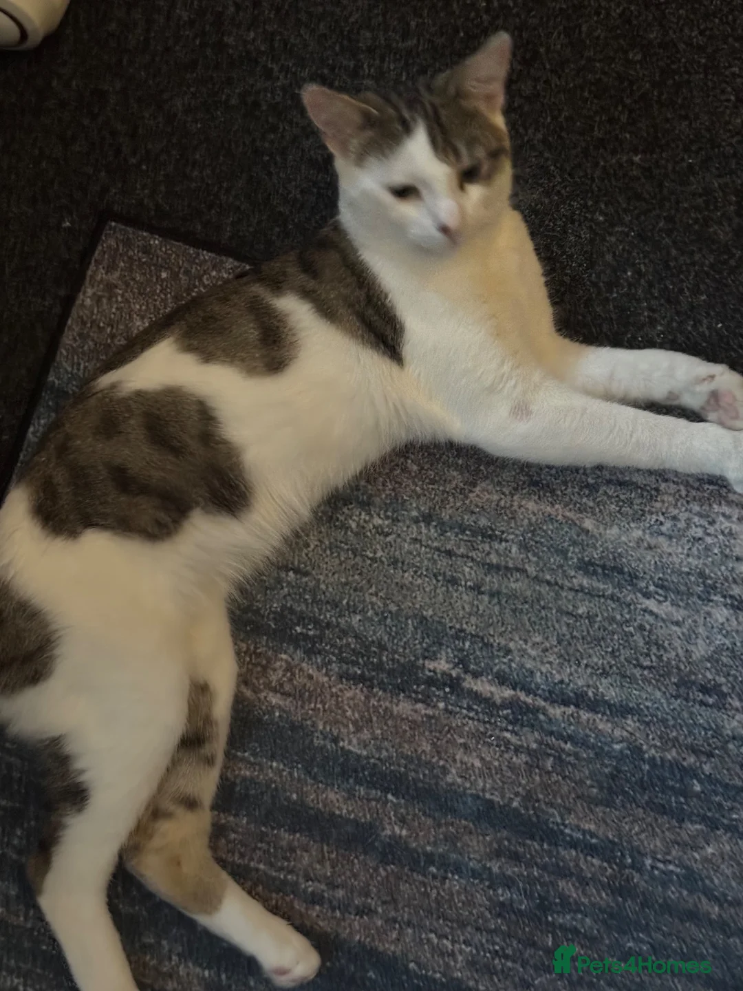 British Longhair cats for sale: Cat for sale  - Advert 3