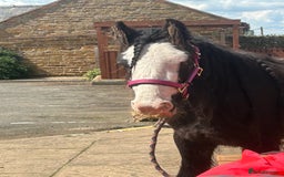 Irish Cob horses for sale: Peggy  - Image 1