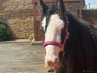 Irish Cob horses - Advert 15