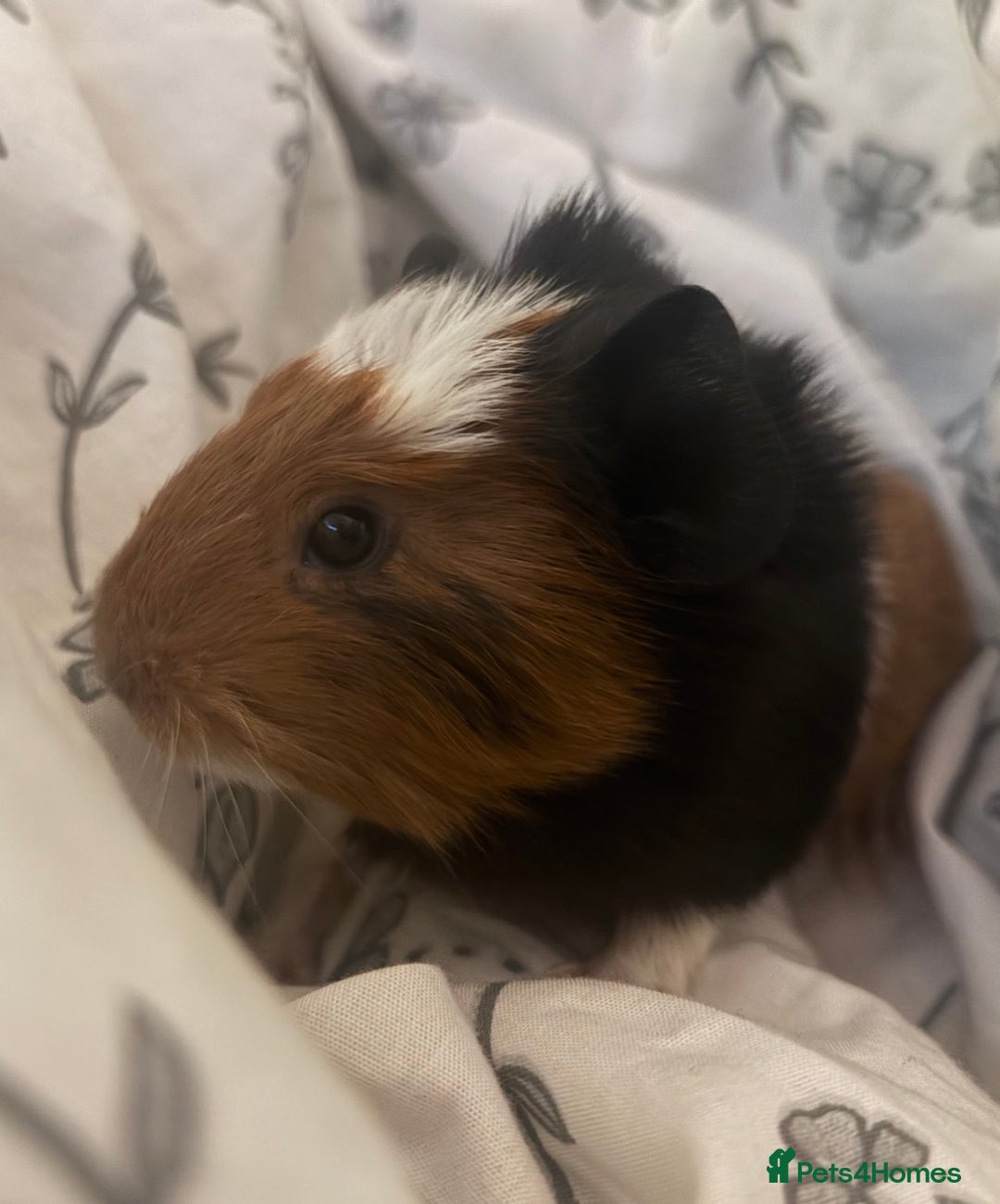 Guinea Pig rodents for sale: 2 boy guinea pigs ( father & son)  - Advert 3