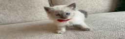 Ragdoll cats for sale: Ragdoll Babies - Advert 4