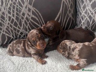 Miniature Dachshund dogs - Advert 36