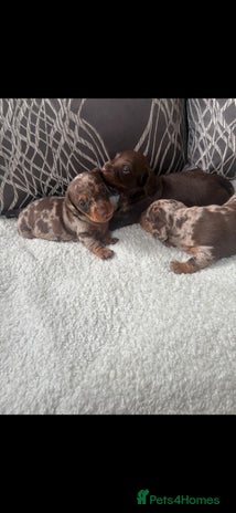 Miniature Dachshund dogs - Advert 1