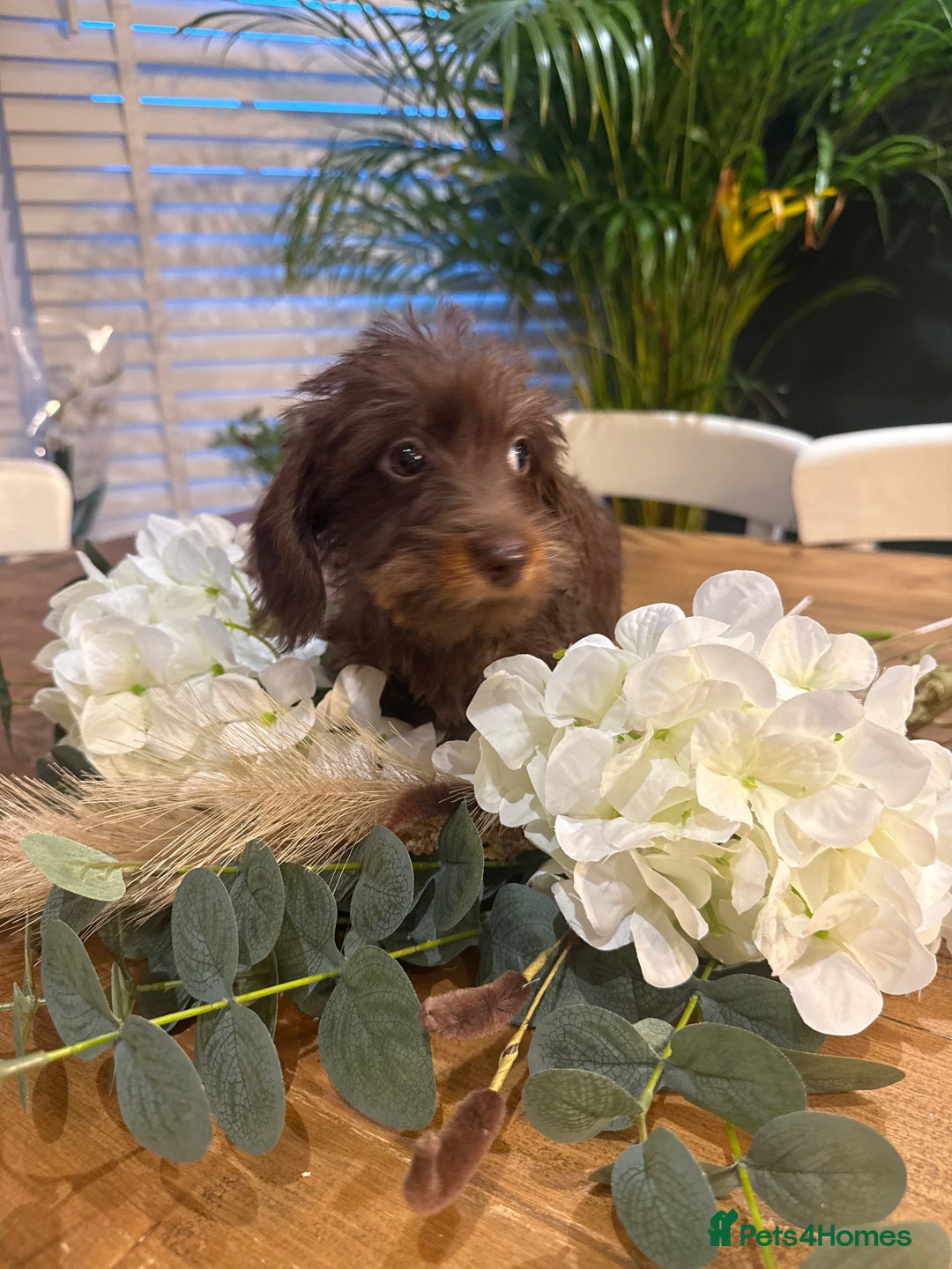 Miniature Dachshund dogs for sale: Ready Now miniature Wirehaired dachshunds - Image 8