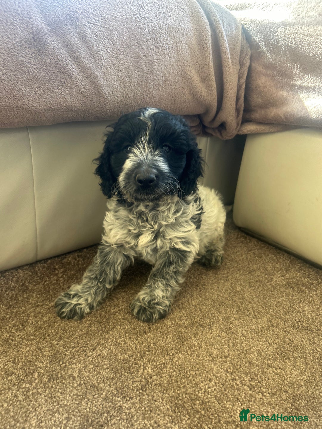 Cockapoo dogs for sale: fabulous cockapoo puppies - Image 5
