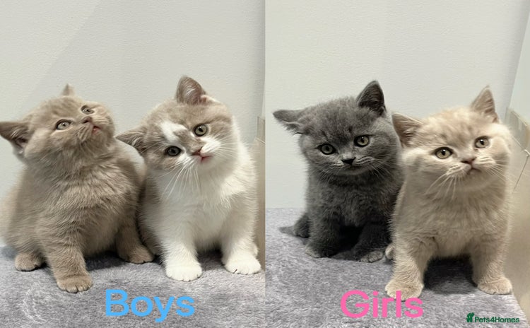 British Shorthair cats - Advert 10