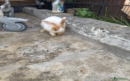 Lionhead rabbits for sale: Fluffy Lionhead Baby Bunnies – Raised with Love in London - Image 3