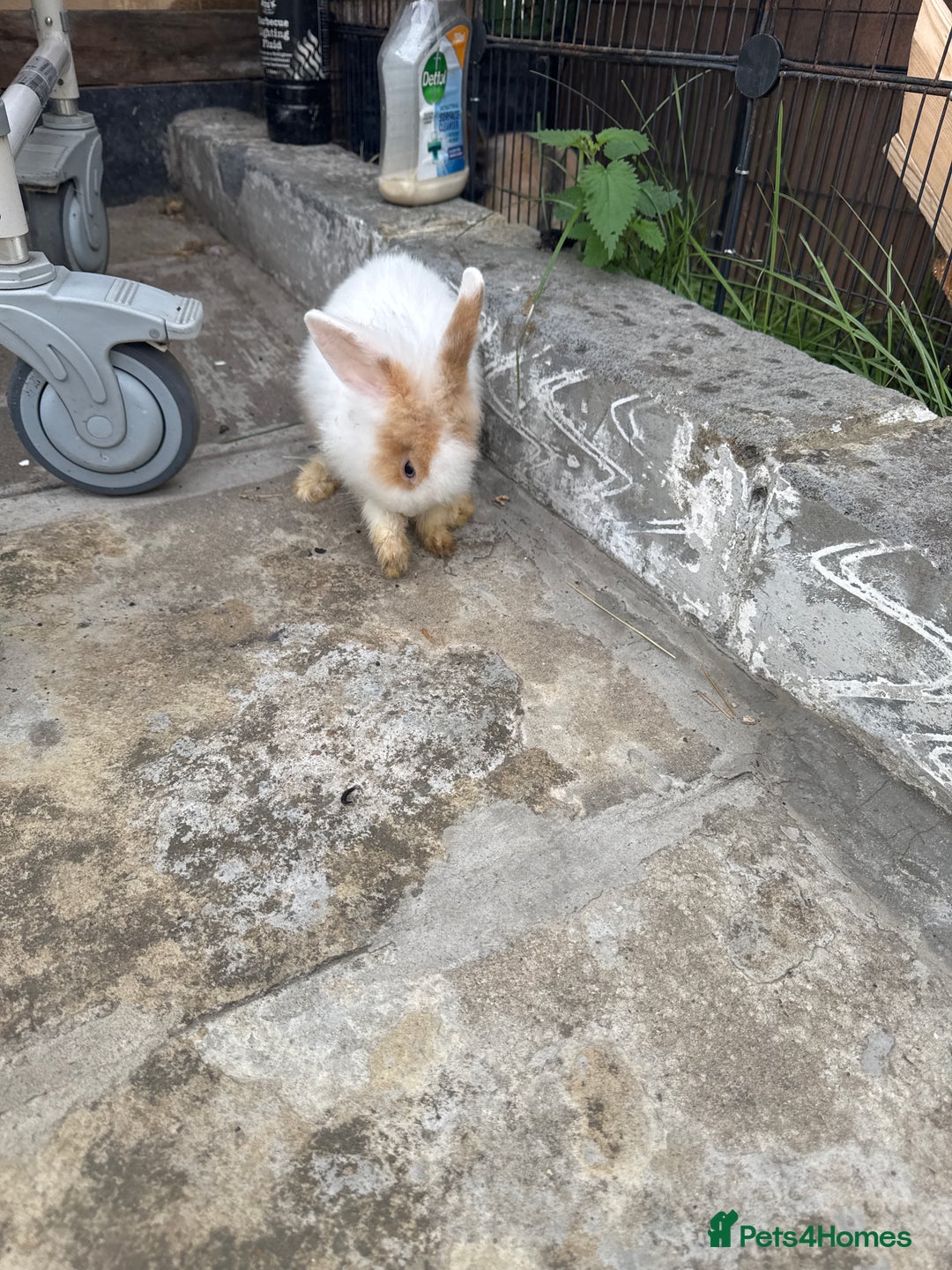Lionhead rabbits for sale: Fluffy Lionhead Baby Bunnies – Raised with Love in London - Image 3
