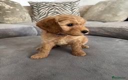 Cockapoo dogs for sale: ONLY 4 BEAUTY’S LEFT 🐶🐶🐶🐶 - Image 10