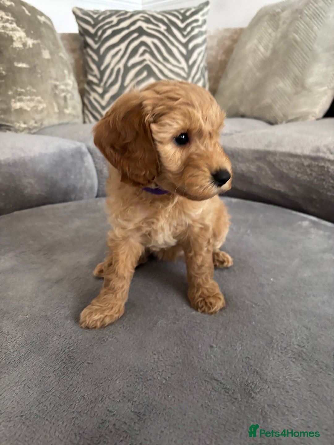 Cockapoo dogs for sale: ONLY 4 BEAUTY’S LEFT 🐶🐶🐶🐶 - Image 10