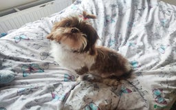 Shih Tzu dogs for sale: 8 week old shih tzu lavender puppies  - Image 4