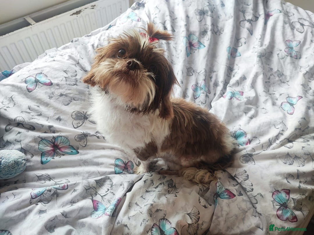 Shih Tzu dogs for sale: 8 week old shih tzu lavender puppies  - Image 4