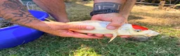 Koi Carp fish for sale: Japanese Koi Carp & Colourful Goldfish - 15 fish - Advert 3