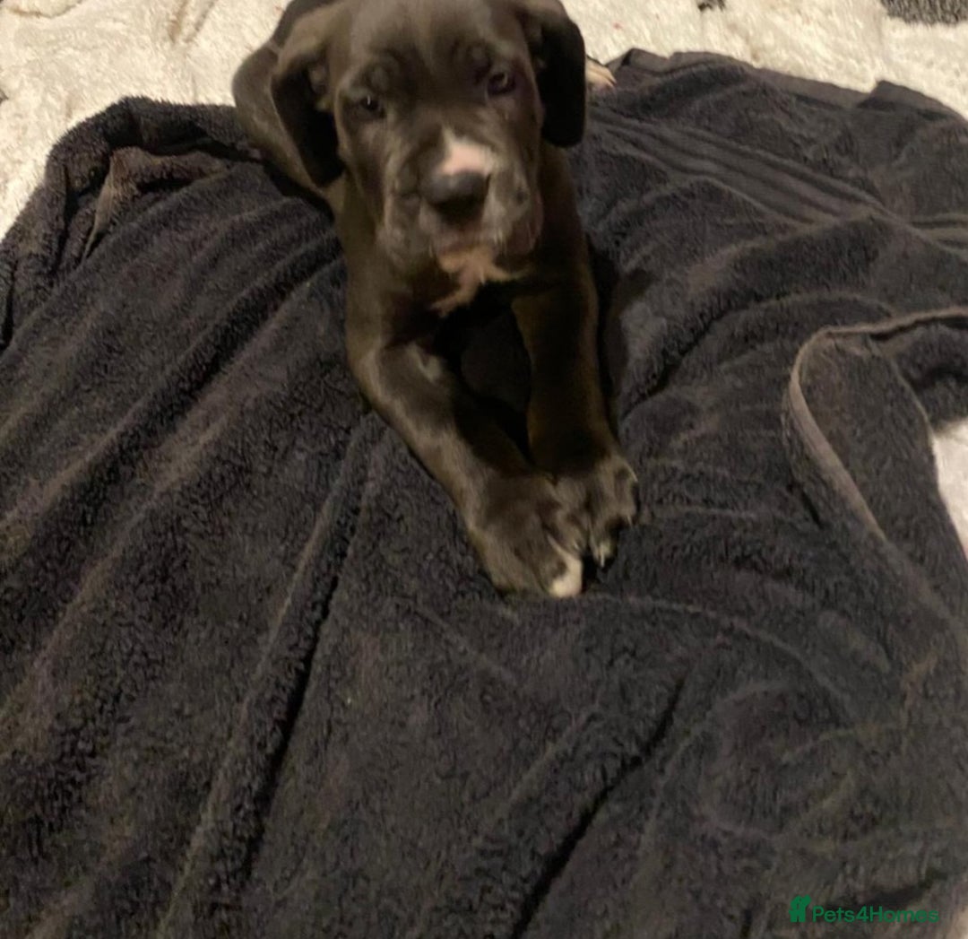 Cane Corso dogs for sale: 1 boy 2 girls remaining  - Image 10