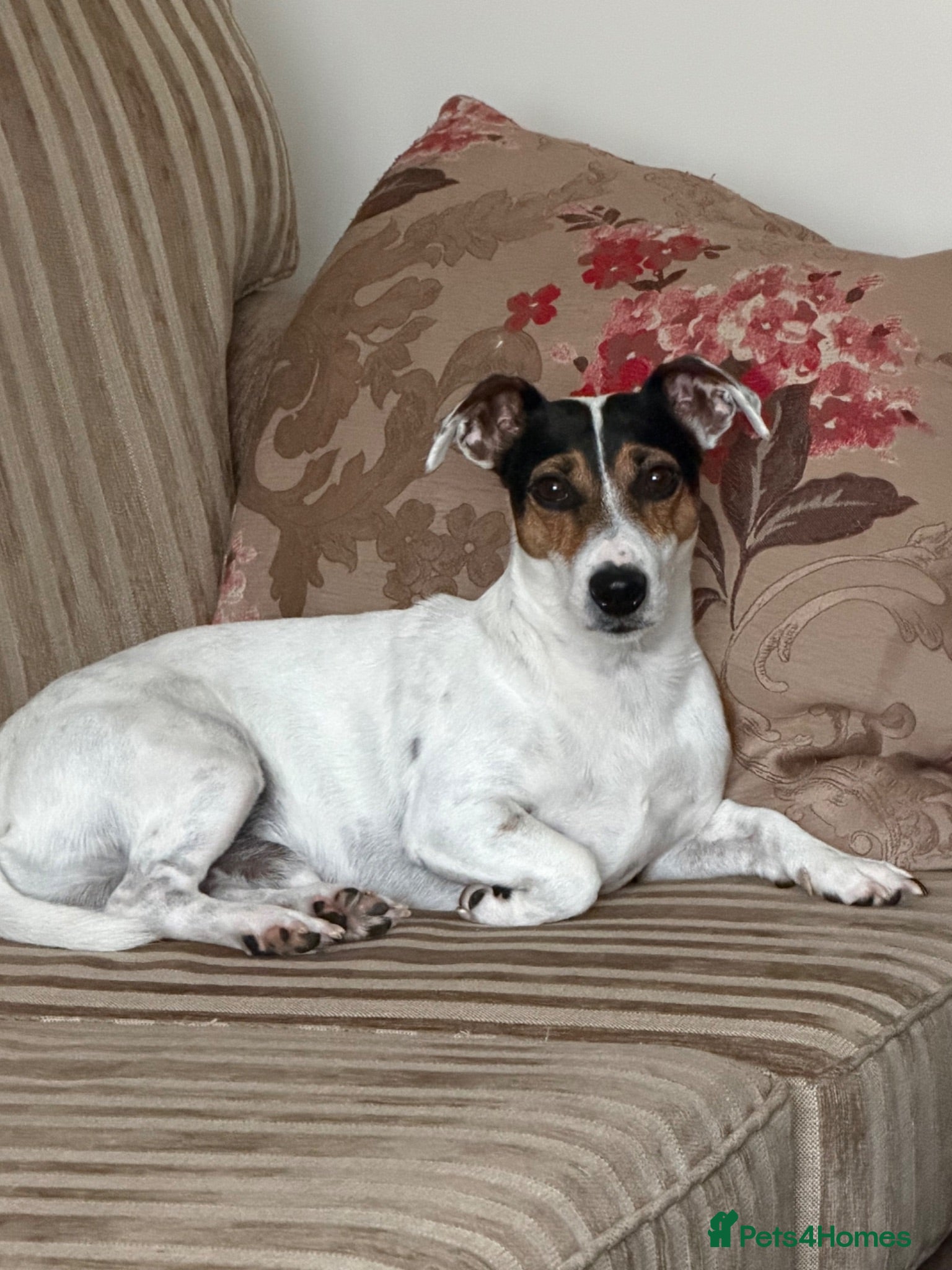 Jack Russell dogs Adoption  - Advert 7