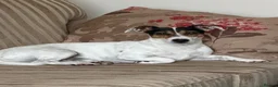 Jack Russell dogs for sale: Adoption  in Tilbury - Advert 1