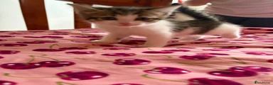 Domestic Shorthair 2