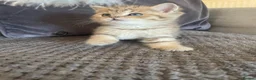 British Shorthair cats for sale: TICA reg black golden kittens  - Advert 11