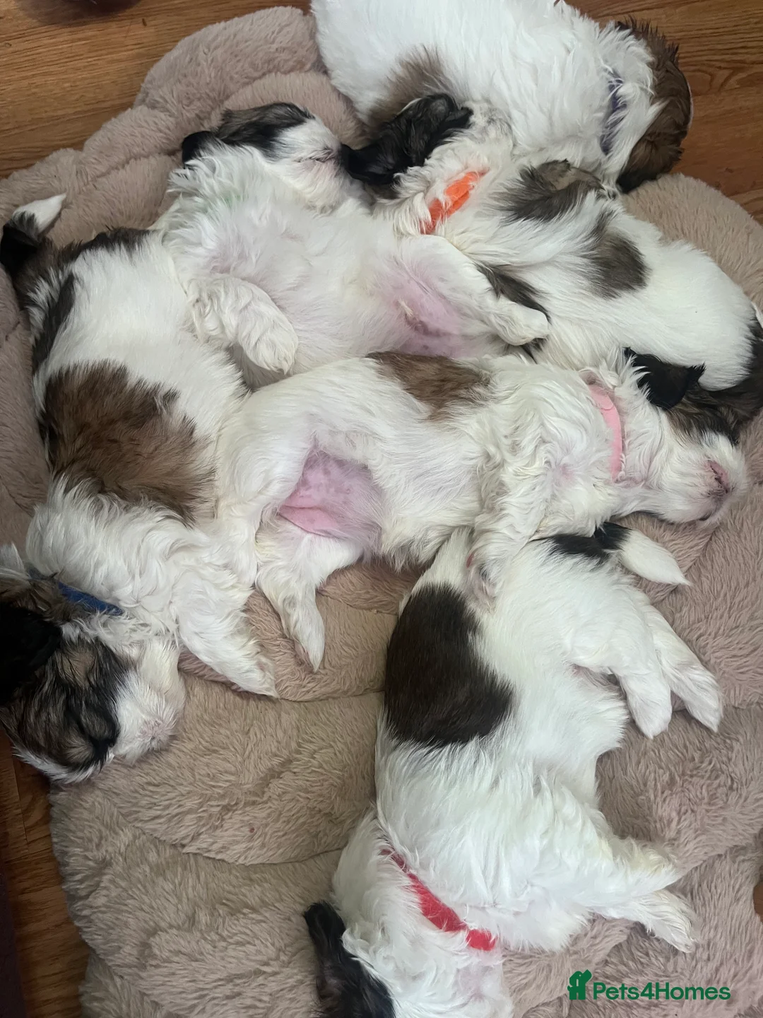 Shih Tzu dogs for sale: Beautiful litter of puppy’s  - Advert 8