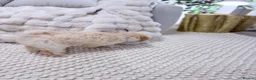 Cavapoo dogs for sale: Cavapoo Puppy for Rehoming - Advert 6