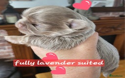 Shih Tzu dogs for sale: KC IMPERIAL SHISH TZU - Image 1