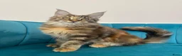 Maine Coon cats for sale: TICA Pedigree Registered Maine Coon Kittens - Advert 9