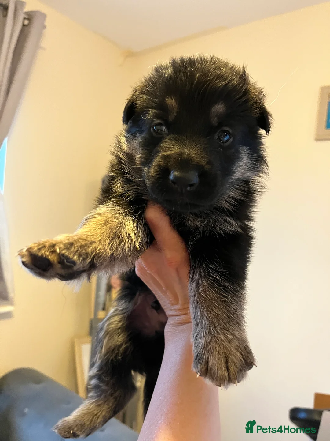 German Shepherd dogs for sale: German shepherd puppies  - Advert 21