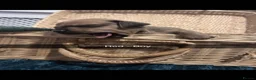 Chiweenie dogs for sale: Chiweenie puppies for sale   - Advert 15