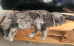 Maine Coon cats for sale: Ginger Stripped Male Maincoon - Image 6