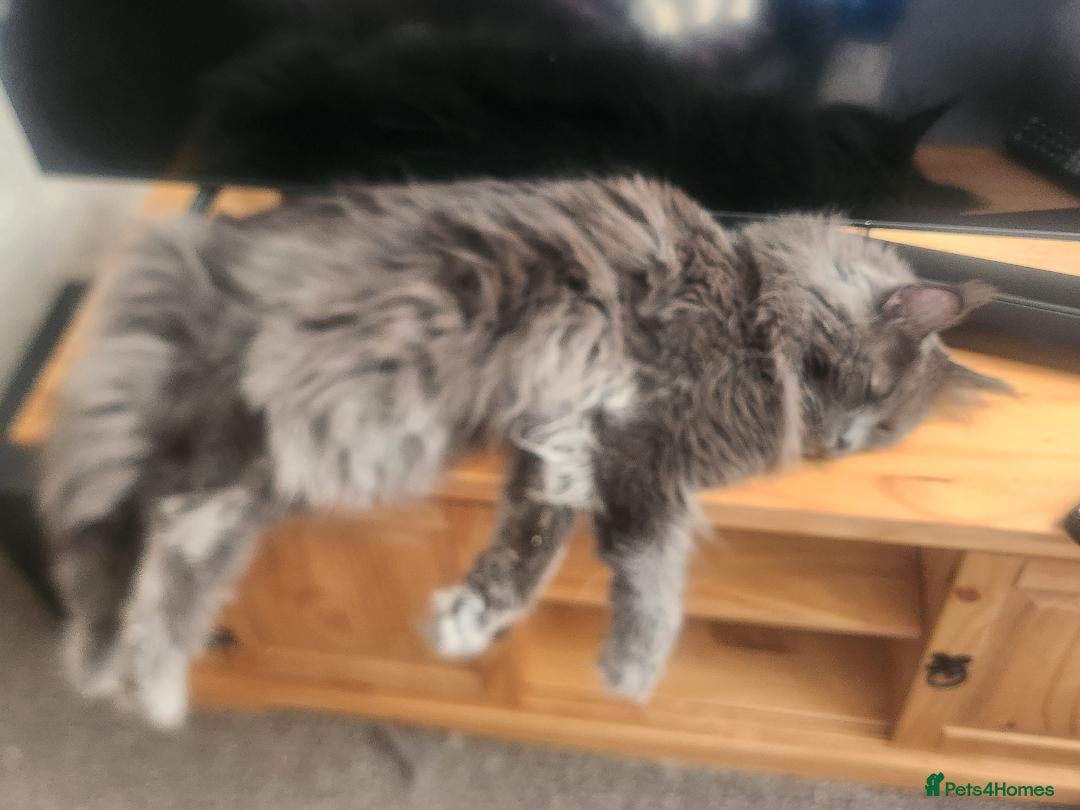 Maine Coon cats for sale: Ginger Stripped Male Maincoon - Image 6