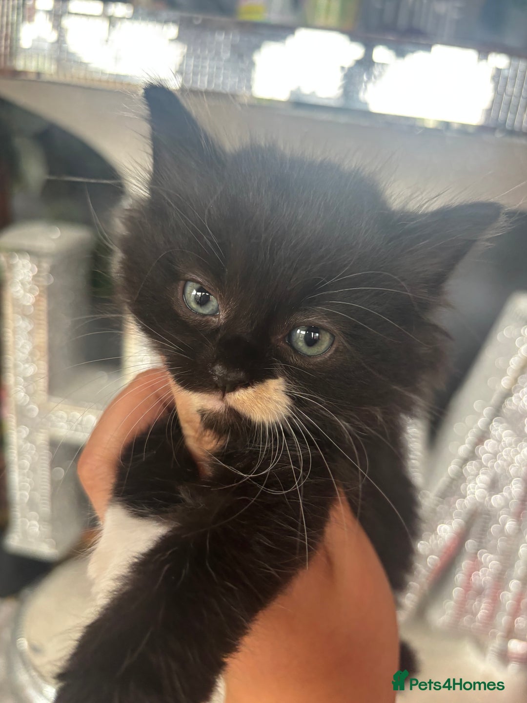 Ragdoll cats for sale: 3 beautiful ragdoll kittens available  - Image 1