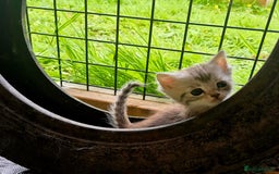 Mixed Breed cats for sale: Bengal x british short hair - Image 6