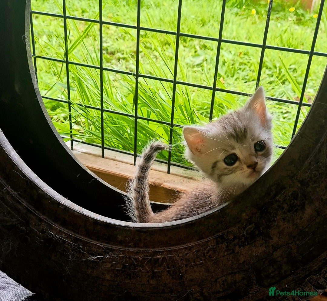 Mixed Breed cats for sale: Bengal x british short hair - Image 6